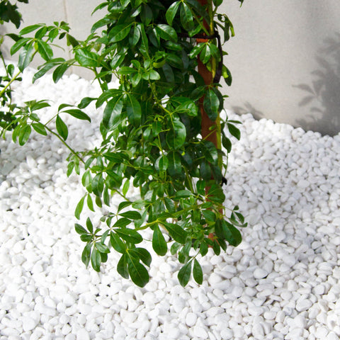 White 10-15mm Decorative Pebbles