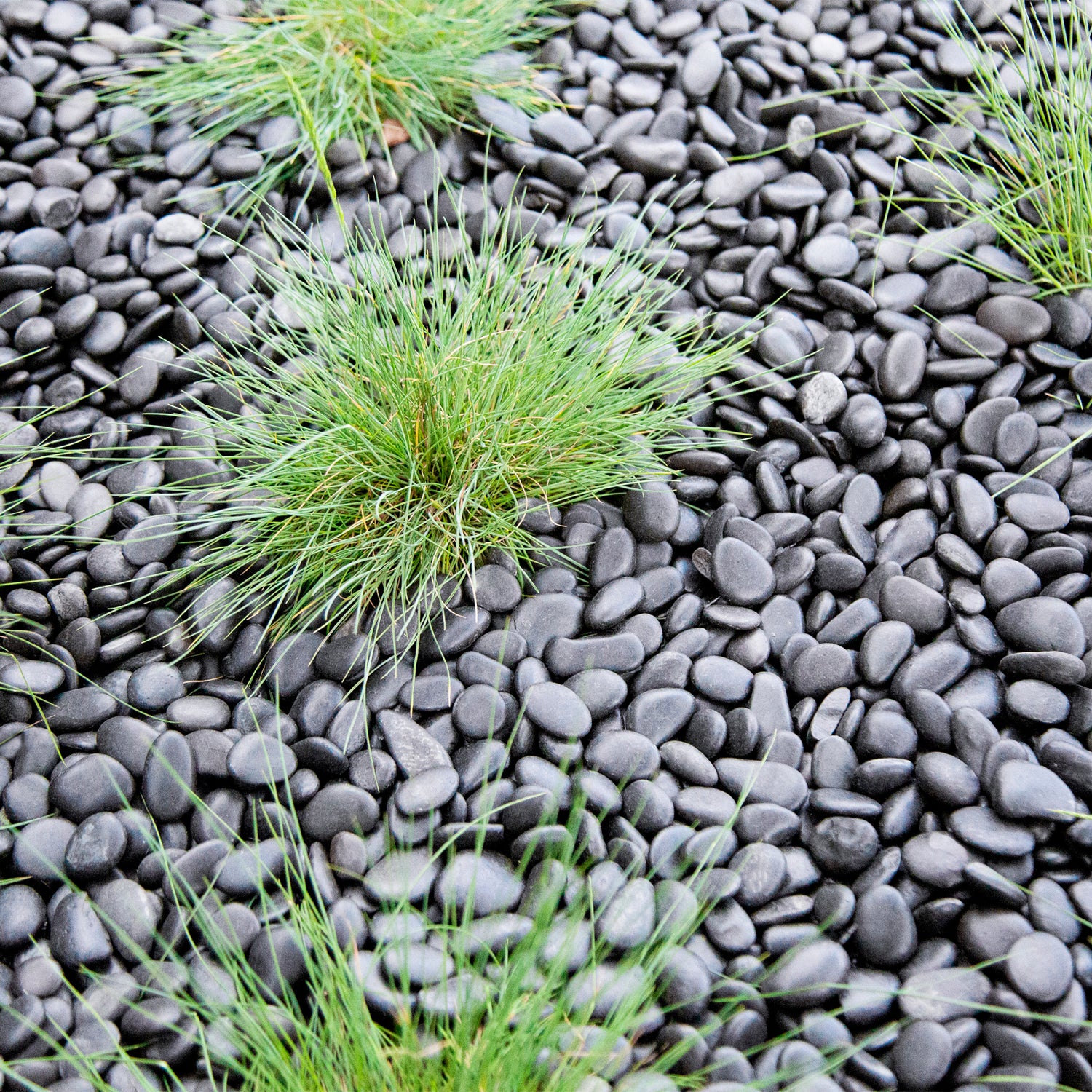 Black 15-20mm Pebbles Decorative Pebbles
