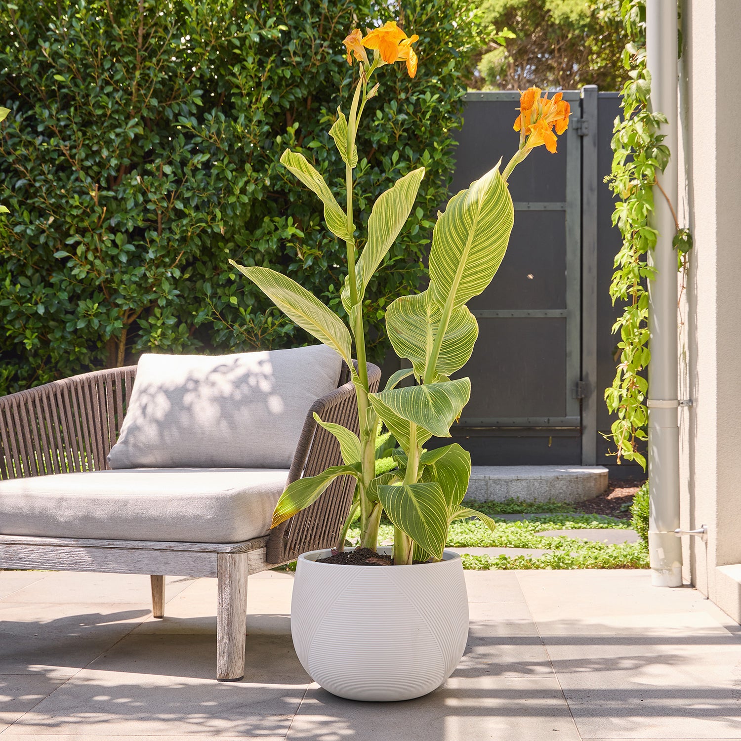 Gavin Belly Pot in White