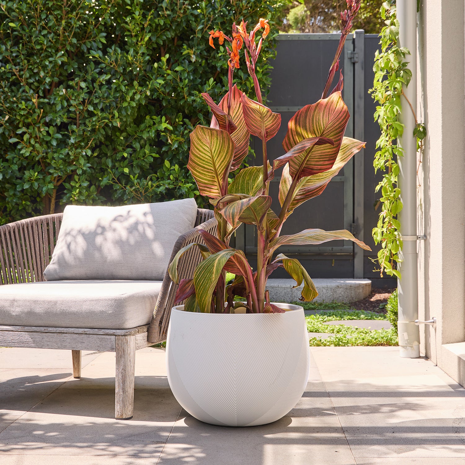 Gavin Belly Pot in White